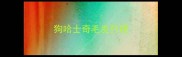 狗哈士奇毛发打理