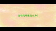 宠物狗咳嗽怎么办