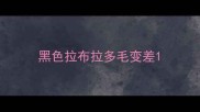 黑色拉布拉多毛变差