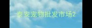 泰安宠物批发市场