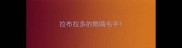 拉布拉多的眼睛毛手