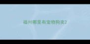 福州哪里有宠物狗卖