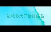 边牧多大开始打疫苗