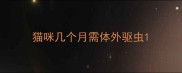 猫咪几个月需体外驱虫