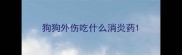 狗狗外伤吃什么消炎药