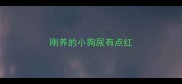 刚养的小狗尿有点红