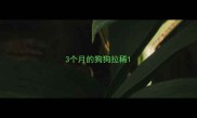 3个月的狗狗拉稀
