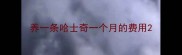 养一条哈士奇一个月的费用