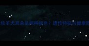 边境牧羊犬耳朵呈两种颜色遗传特征与健康隐患