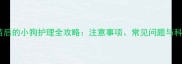 注射狂犬疫苗后的小狗护理全攻略注意事项常见问题与科学养护指南