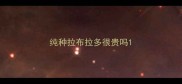 纯种拉布拉多很贵吗