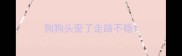 狗狗头歪了走路不稳