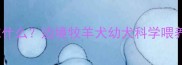 三个月大的边牧能吃什么边境牧羊犬幼犬科学喂养全攻略附食谱