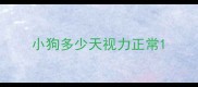小狗多少天视力正常