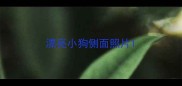 漂亮小狗侧面照片