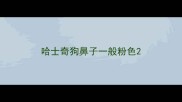 哈士奇狗鼻子一般粉色