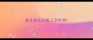 金毛怎么训练上卫生间