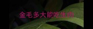 金毛多大能吃生肉