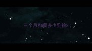 三个月狗喂多少狗粮
