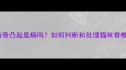 猫咪背骨凸起是病吗如何判断和处理猫咪脊椎问题