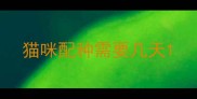 猫咪配种需要几天
