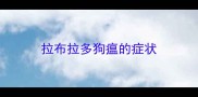 拉布拉多狗瘟的症状