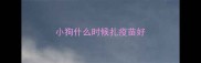 小狗什么时候扎疫苗好