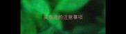 买泰迪的注意事项