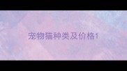宠物猫种类及价格