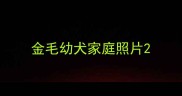 金毛幼犬家庭照片