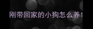 刚带回家的小狗怎么养