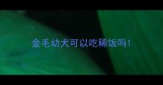 金毛幼犬可以吃稀饭吗