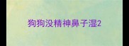 狗狗没精神鼻子湿