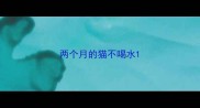 两个月的猫不喝水