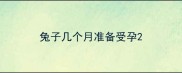 兔子几个月准备受孕
