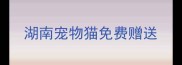 湖南宠物猫免费赠送