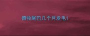 德牧尾巴几个月发毛