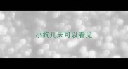 小狗几天可以看见