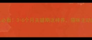 幼猫咬人必看3-6个月关键期这样养猫咪主动蹭手不抓咬
