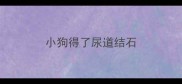 小狗得了尿道结石