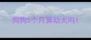 狗狗5个月算幼犬吗