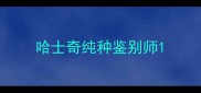 哈士奇纯种鉴别师