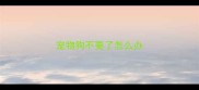 宠物狗不要了怎么办