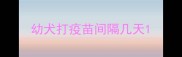 幼犬打疫苗间隔几天
