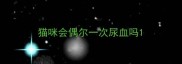 猫咪会偶尔一次尿血吗