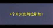 4个月大的阿拉斯加