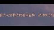 导盲犬与宠物犬的基因差异品种核心定位
