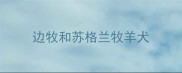 边牧和苏格兰牧羊犬