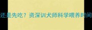 边牧早上先溜还是先吃资深训犬师科学喂养时间表与注意事项