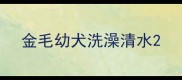 金毛幼犬洗澡清水